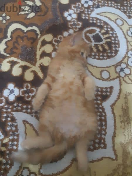 قطة شيرازي مشمشي 2
