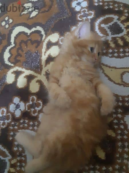 قطة شيرازي مشمشي 3
