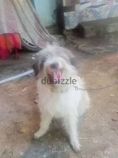 كلب لولو للبيع في المطريه 01552980344