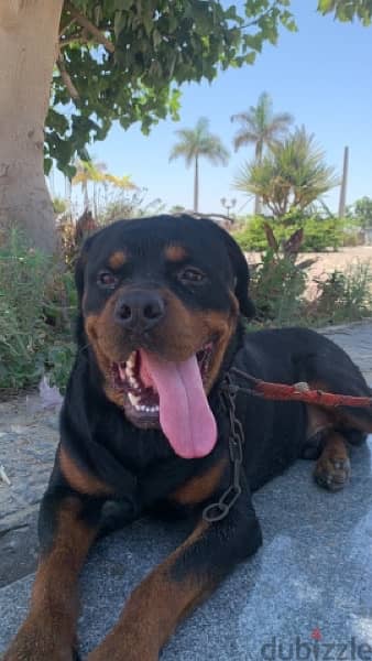 german rottweiler كلب روت وايلر الماني 1