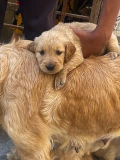 Golden Retreiver Puppy  —-  جراوي جولد للبيع