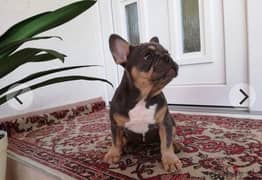blue and tan French bulldog puppies for sale