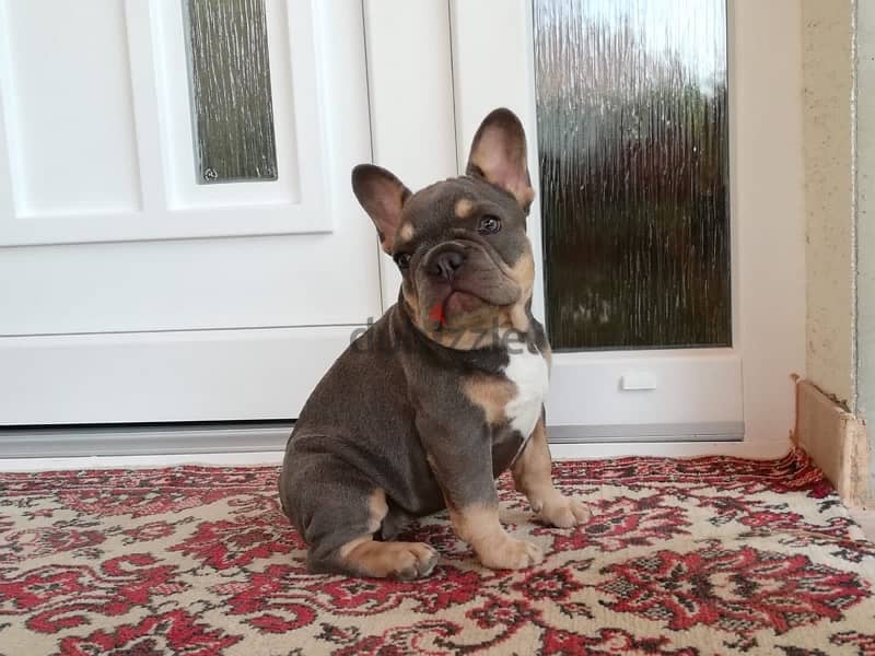 blue and tan French bulldog puppies for sale 1