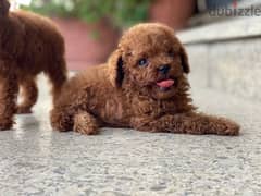 Toy poodle male - imported parents 0