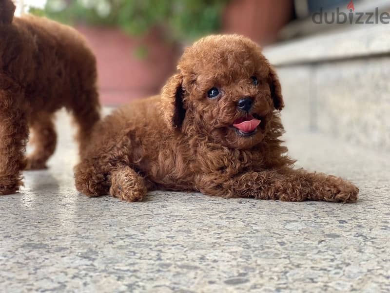 Toy poodle male - imported parents 0