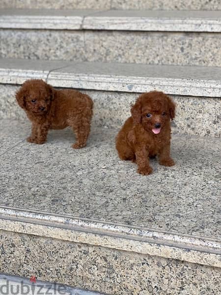 Toy poodle male - imported parents 1