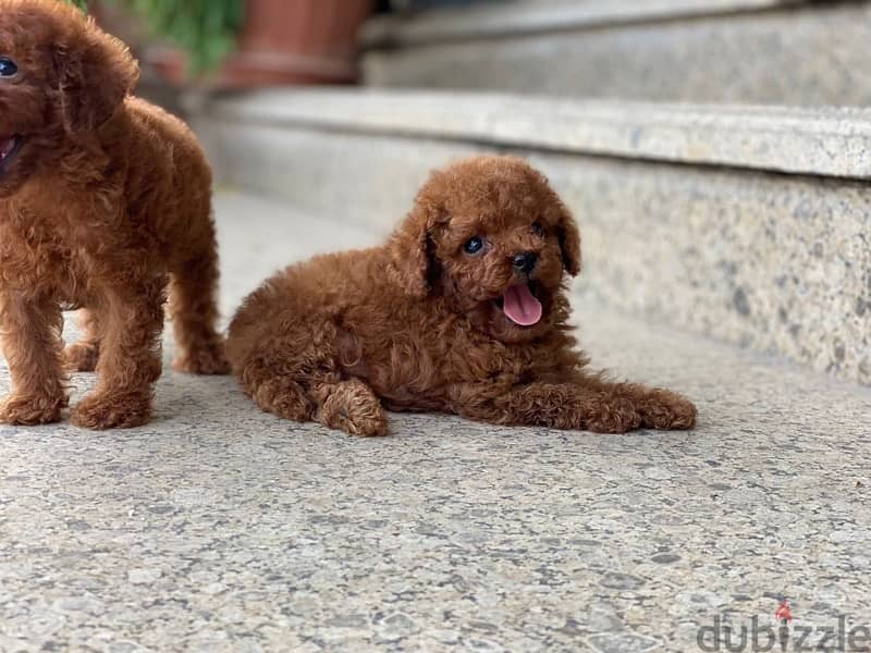 Toy poodle male - imported parents 2