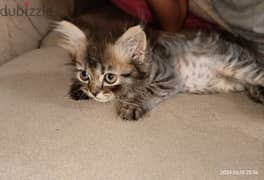 Cat Shiraz Male for sale
