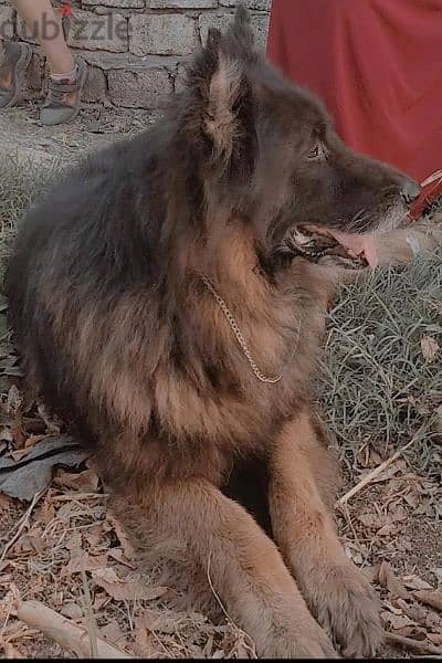 جروايه جيرمن  german shepard female 0