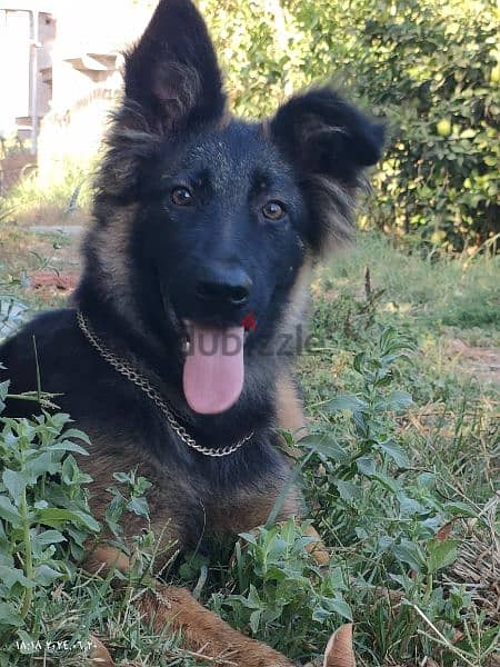 جروايه جيرمن  german shepard female 1