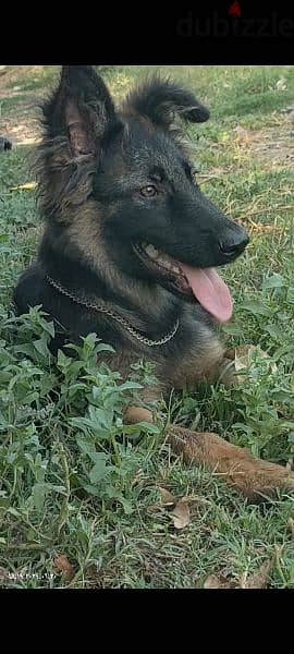 جروايه جيرمن  german shepard female 2