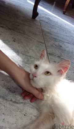 قطة شيرازي إنقاذ للتبني