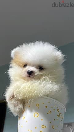 Super Mini Pomeranian