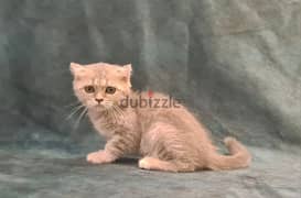 Scottish Fold Silver - سكوتش فولد سيلفر