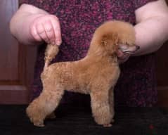 toy poodle puppy 0