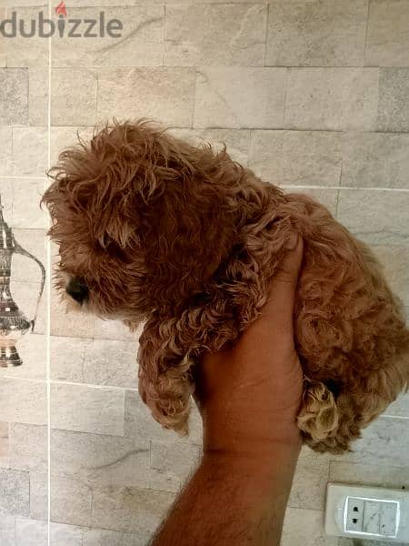 toy poodle puppy 1