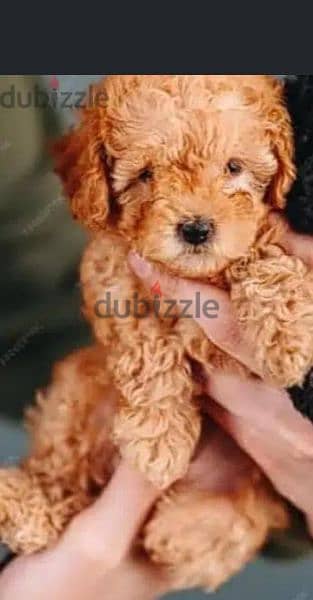 toy poodle puppy 2