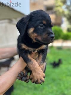 Rottweiler Puppies جراوي روت وايلر للبيع