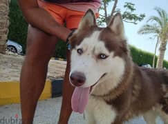 For dog lovers. Husky female medium hair and she's a home dog not agg