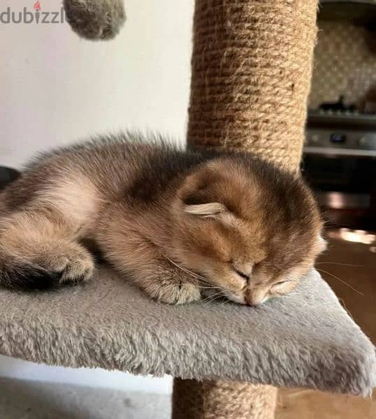 Scottish Golden Chinchilla kittens Boys from Russia 0