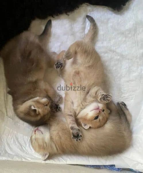 Scottish Golden Chinchilla kittens Boys from Russia 2