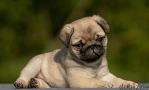 Pug puppy Male from Russia