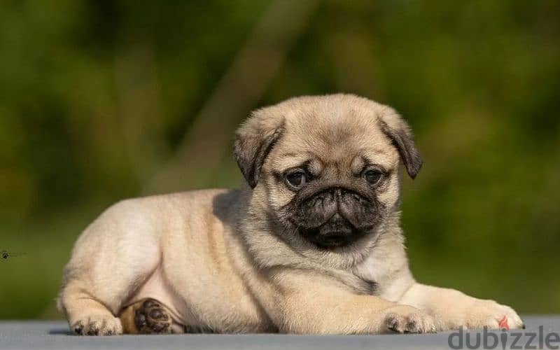 Pug puppy Male from Russia 1