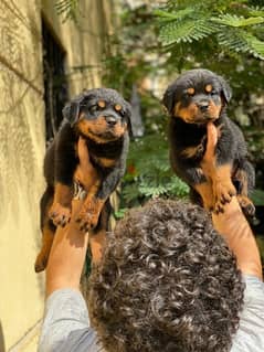 جراء روت وايلر الماني بيور (استيراد) Rottweiler puppies