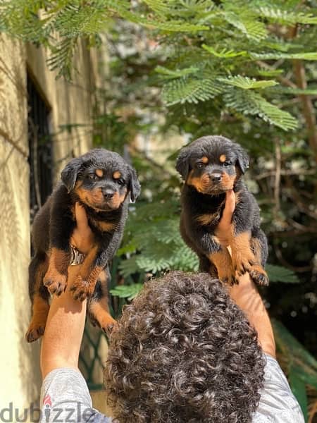 جراء روت وايلر الماني بيور (استيراد) Rottweiler puppies 4