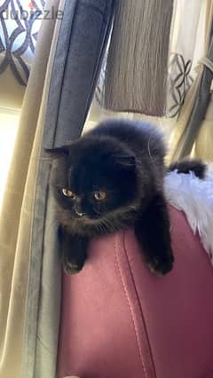 Grayish black Scottish fold kitten