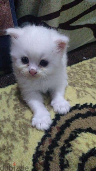 قطط للبيع شرازي ابيض مون فيس عيون زرقاء وش مدور بسعر ١٠٠٠ج 6