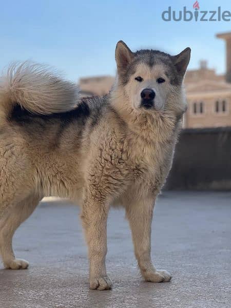 Together (Male & female alaskan malamute 2 years) 0