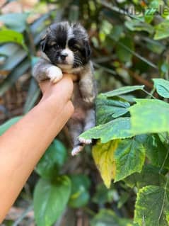 mini puppy ولد حجم ميني 0