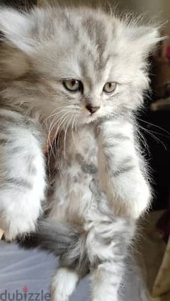 قطة شيرازي شانشيلا للبيع شرط تبني الام