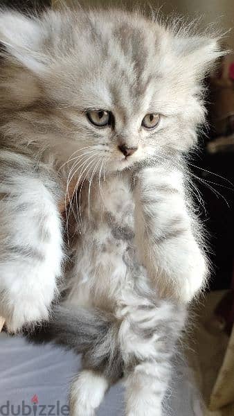 قطة شيرازي شانشيلا للبيع شرط تبني الام 0