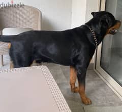 rottweiler male for sale