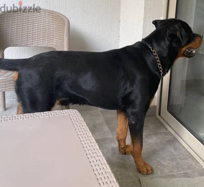 rottweiler male for sale 0