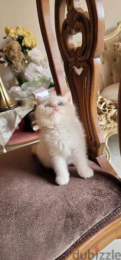 قطة هيمالايا اورانج هاف بيكي