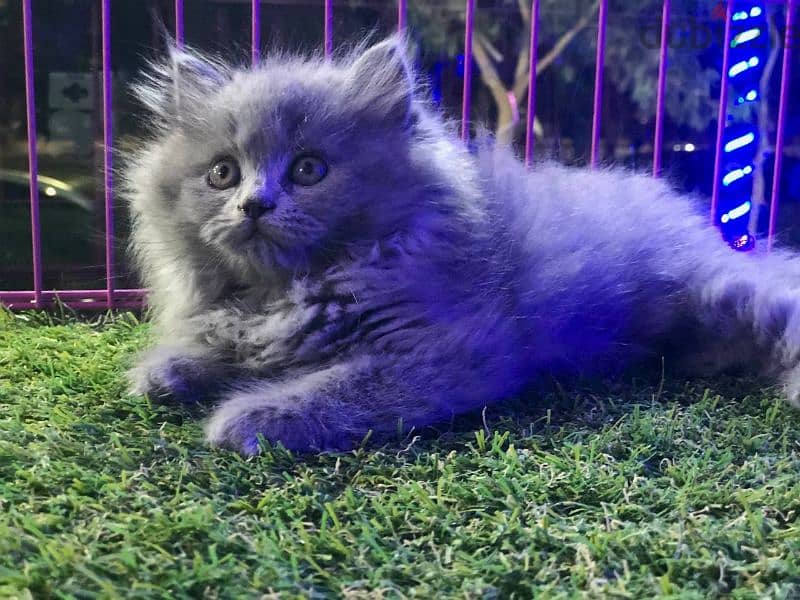 قطط شيرازي مون فيس لونج هير 1