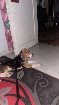 female beagle dog (بيجل)