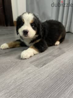 male bernese mountain for sale. 45 days 0