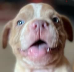 puppy blue eyes red nose pitbull