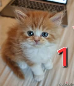 ٤ قطط صغيرة شيرازي عمرهم ٤٠ يوم