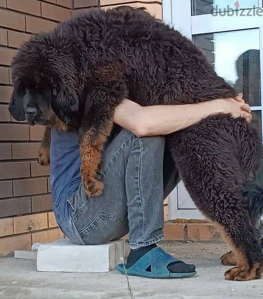 Tibetan mastiff puppies From Russia 1