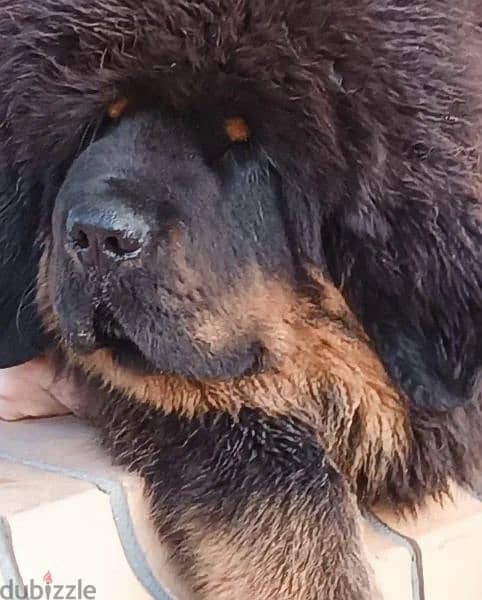 Tibetan mastiff puppies From Russia 2