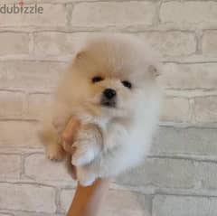Mini Pomeranian boy from Russia