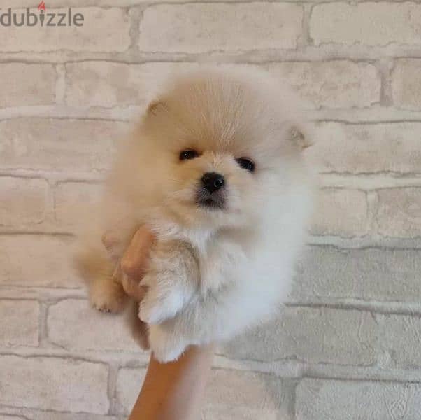 Mini Pomeranian boy from Russia 0