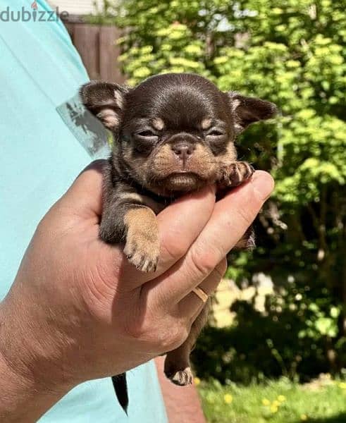 Chihuahua Mini Female From Russia 0