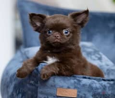 Gorgeous Chihuahua puppies boy from Russia 0