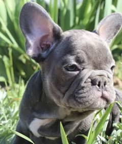 French bulldog Lilac puppy Male from Russia